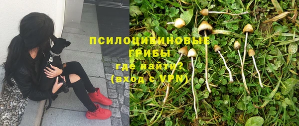 прущие грибы Белоозёрский